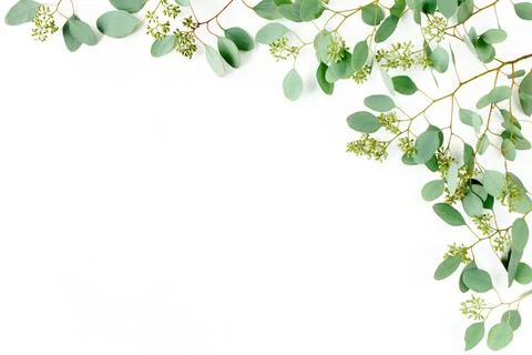 Frame borders made of eucalyptus populus leaves with fruits in the form of Stock Photos