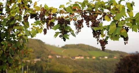 Frame of a bunch of black grapes, Austrian village on green hills Stock Footage 258367702