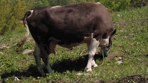 Frame a close-up of the cow's broad head lowered to the pasture Stock Footage 275895298