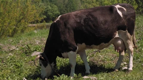 Frame a close-up of the cow's broad head lowered to the pasture Stock Footage 275895485