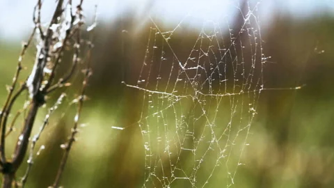 Frame of cobweb closeup in forest moves from wind and shines from rays of sun Stock Footage 100740788