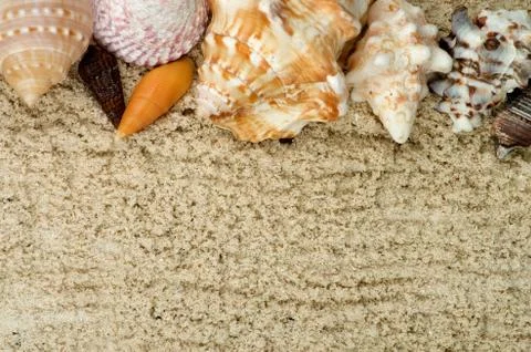 Frame of Conch Sea Shell Stock Photos