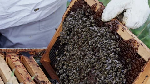 Frame covered in bees lifted from beehive by hand Stock Footage 345088865
