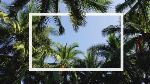 Frame, Creative layout made of palm leaves for paper card note Stock Photos