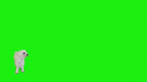 Frame crossings of a white cute dog on green screen Stock Footage
