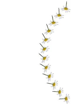 A frame of daisy flowers on a white background, the A4 format is vertical. Stock Illustration