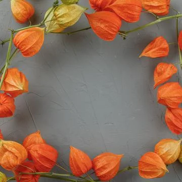 Frame of dried physalis on a background of gray concrete Stock Photos