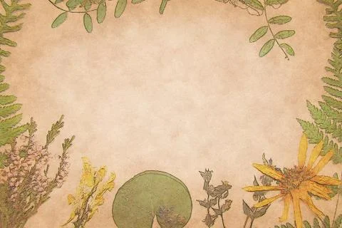 Frame of dried plants Stock Illustration