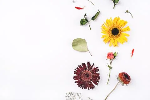 Frame of dry flowers on white background. Stock Photos