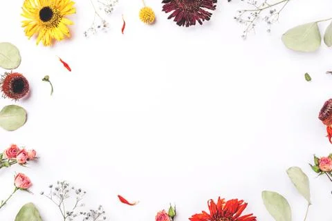 Frame of dry flowers on white background. Stock Photos
