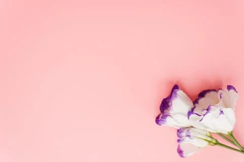 Frame of eustoma on pink pastel background. Spring flowers. Spring backgrou.. Stock Photos