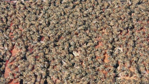 Frame filled with busy bees buzzing and swarming on top of hive Stock Footage 84264363