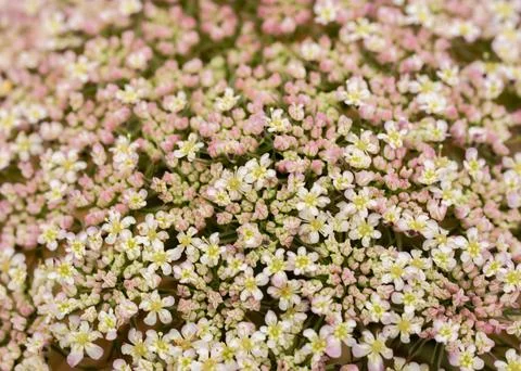 Frame Filled With Thick Patch Of Pink And White Flowers Stock Photos