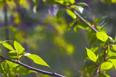 Frame of first leaves of tree in spring in rays of bright sun. Background w.. Stock Photos