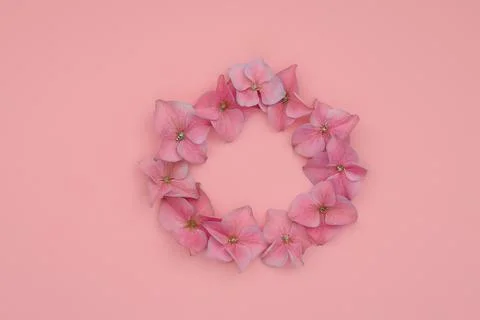 Frame of flora hydrangea petals on pink background Stock Photos