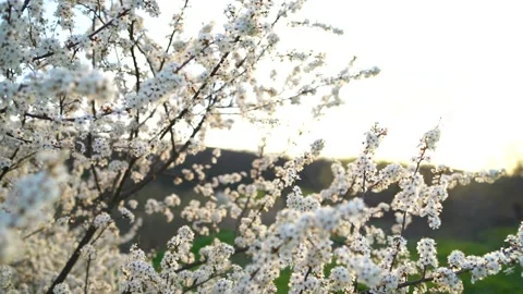 Frame of a flowering tree during spring, close frame of branches furrowed with Stock Footage 157746914