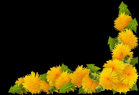 Frame of flowers Stock Photos