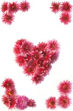 Frame of flowers Stock Photos