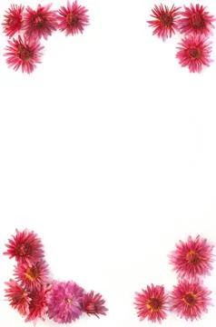 Frame of flowers Stock Photos