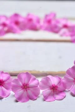 Frame of flowers on the table Stock Photos