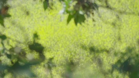 Frame in frame rack from tree to flowers on hillside 動画素材 107286592