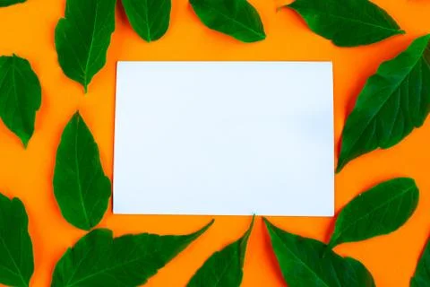Frame of fresh green leafs pattern on bright orange background. Minimal conce Stock Photos