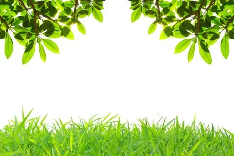 Frame of grass Stock Photos