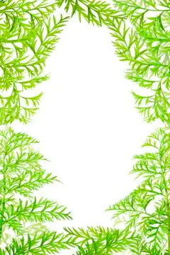 Frame green herbs Stock Photos