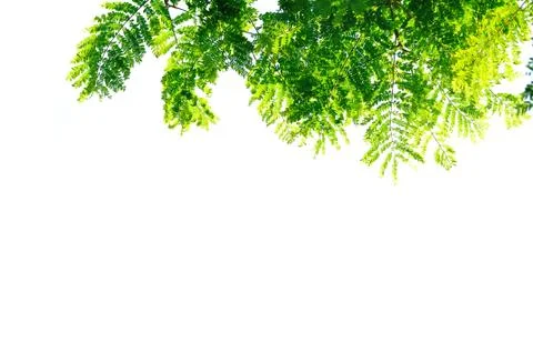 Frame from green leaf for background Stock Photos