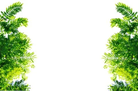 Frame from green leaf for background Stock Photos
