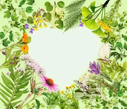 Frame with healing plants Stock-Illustration