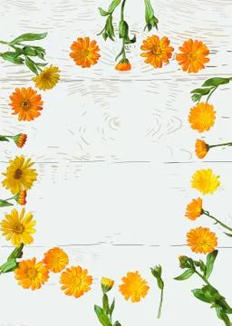 Frame of herb calendula Stock Photos