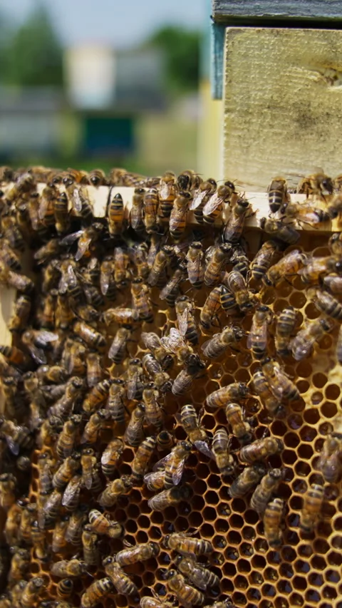 Frame of honey left at the bee hive. Stock Footage 277386105