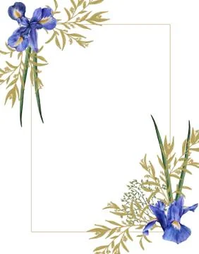 Frame of iris flowers with foliage. Isolated watercolor illustration. Botanic Stock Illustration