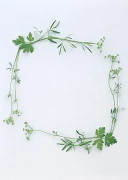 Frame of Leaf Stock Photos