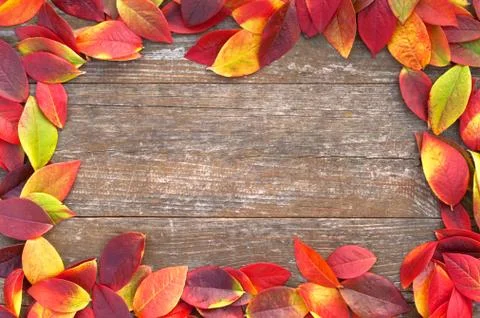 Frame of leafs Stock Photos