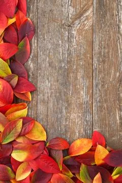 Frame of leafs Stock Photos