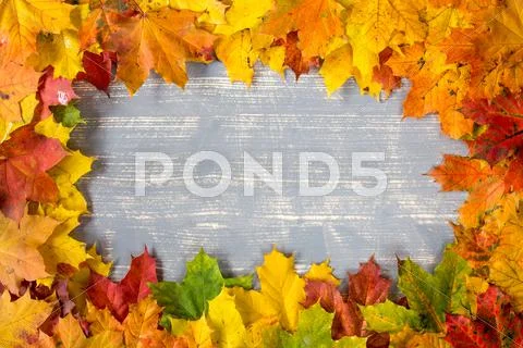 Frame from leaves on grey background Stock Photos