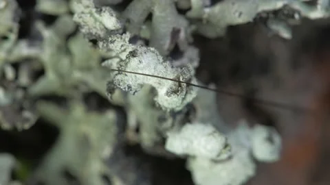 In the frame, the leg of the opiliones. The leg is shown in close-up. Stock Footage 153380053