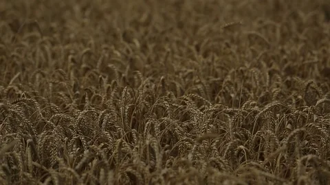 The frame light breeze rustles the wheat ears Stock Footage 74448995