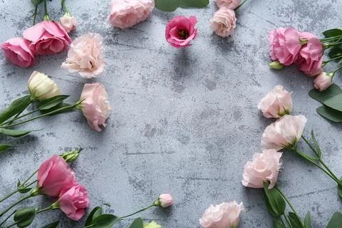 Frame made of beautiful eustoma flowers on grey grunge background Stock Photos