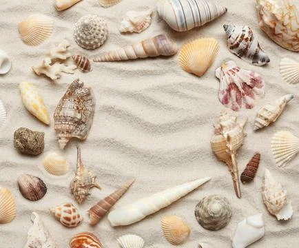 Frame made of different seashells on sand, top view. Space for text Stock-Fotos