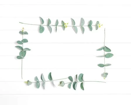 Frame made of eucalyptus branches on a white background Photos