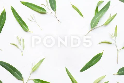 Frame made of Eucalyptus leaves on white background. Stock Photos