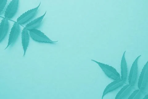 Frame made of leaves on a flat background. Tiffany blue or turquoise or blue Stock Photos