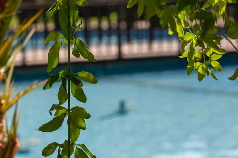 Frame made of leaves by the poolside Stockfoto's