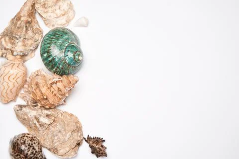 Frame made of seashells isolated on white background with copy space Stock Photos