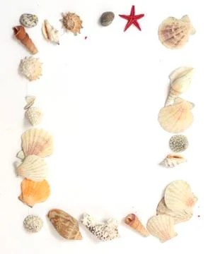 Frame made ​​of shells Stock Photos