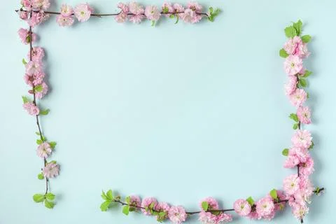 Frame made of spring pink cherry blossom branches on blue background. Flat .. Stock Photos