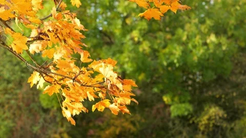 Frame from maple leaf branches in autumn Stock Footage 278405223